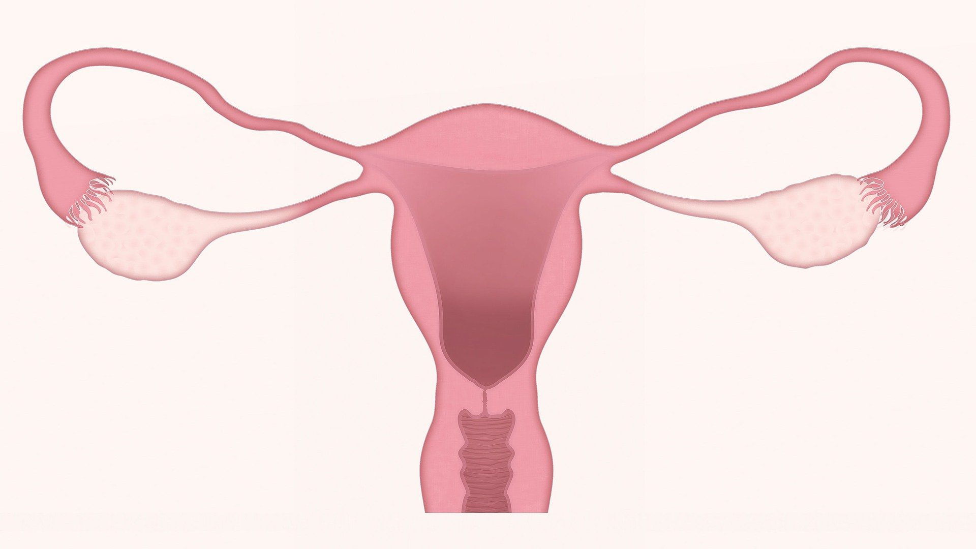 drawing of a uterus