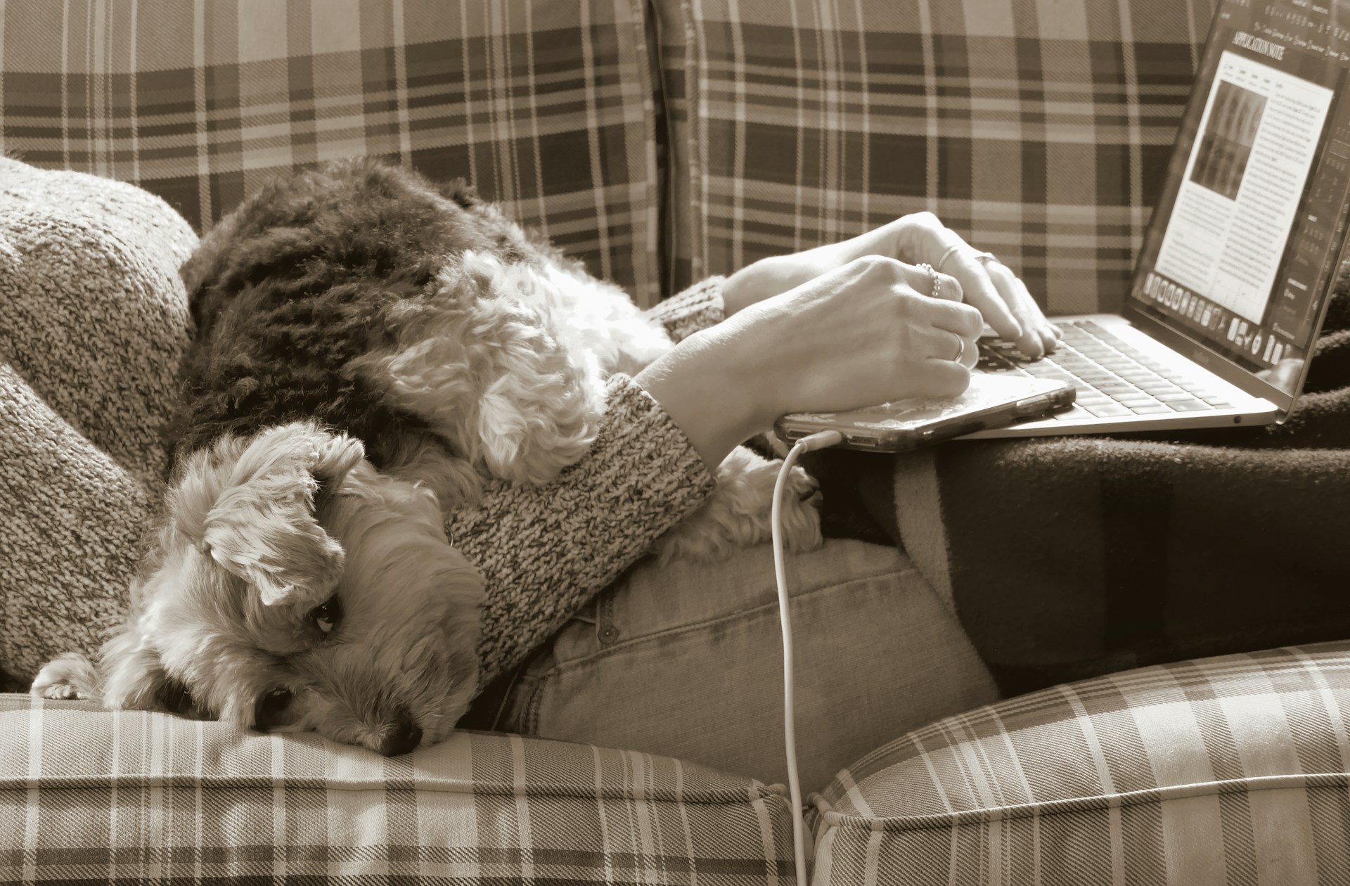 working remotely from home with dog in lap