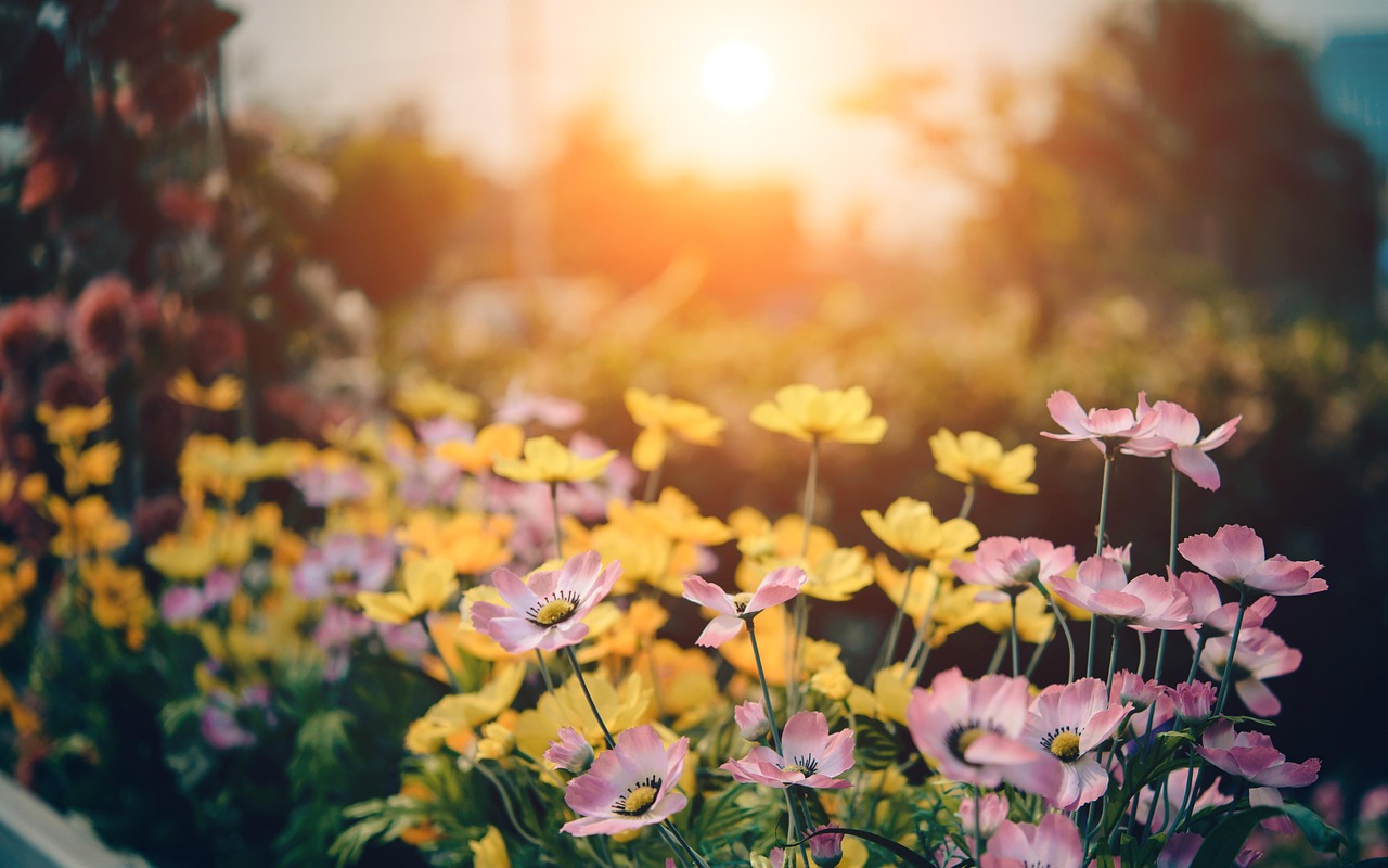 Flowers in a garden